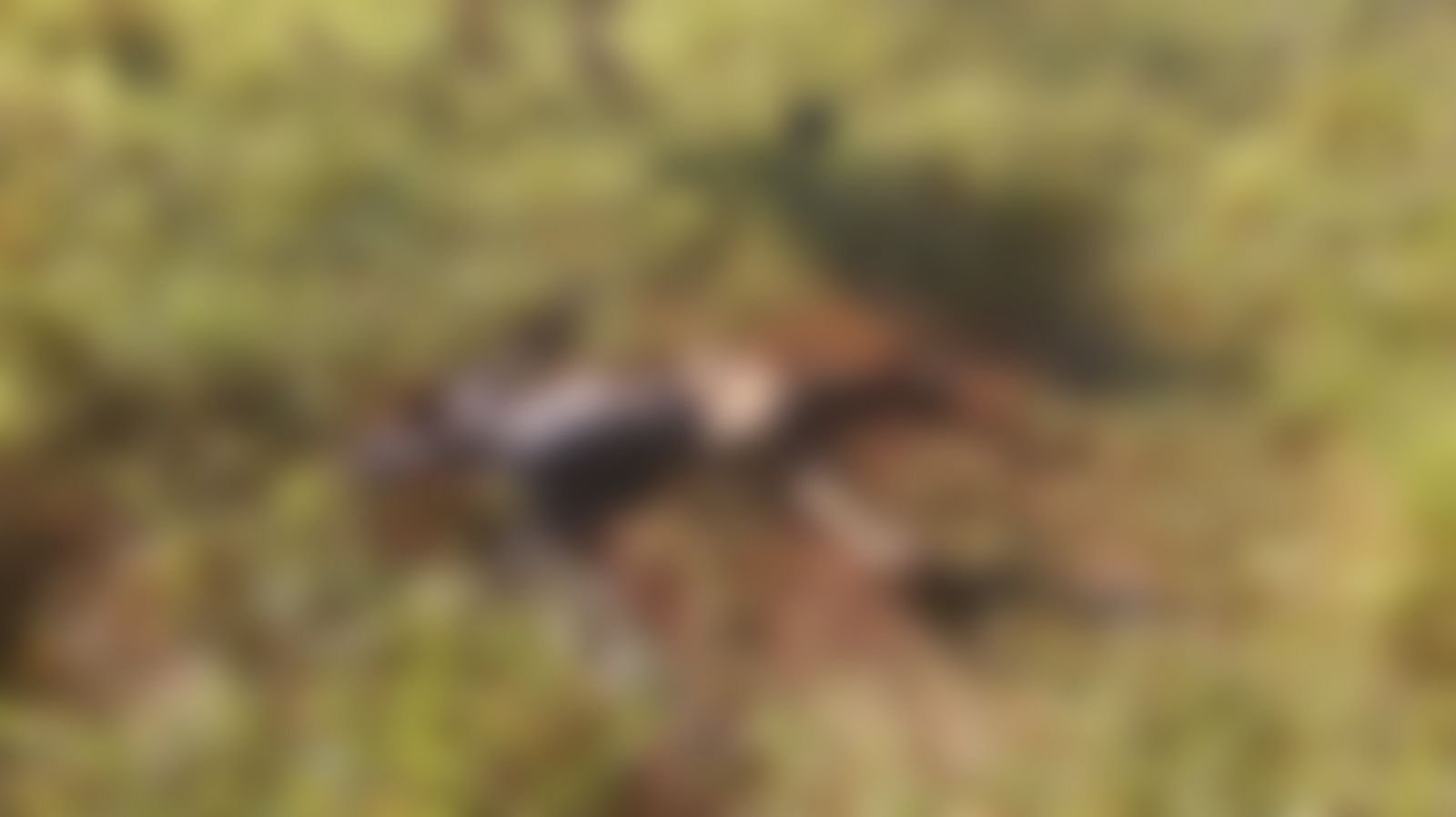 Jovem desaparecido em Novo Gama é encontrado morto em decomposição.