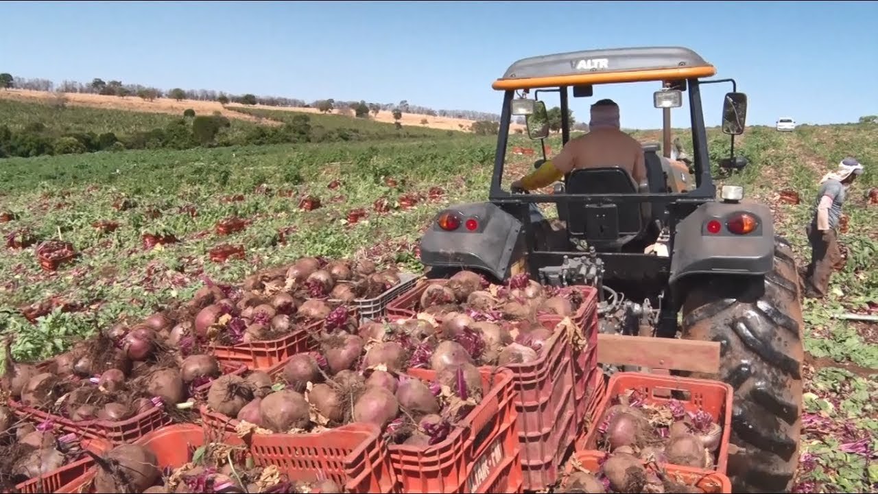 Caged aponta Goiás com maior criação de emprego no campo