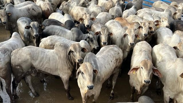 OMS Animal diz que caso de ‘vaca louca’ no Pará é atípico e ministério da Agricultura pede retorno das exportações