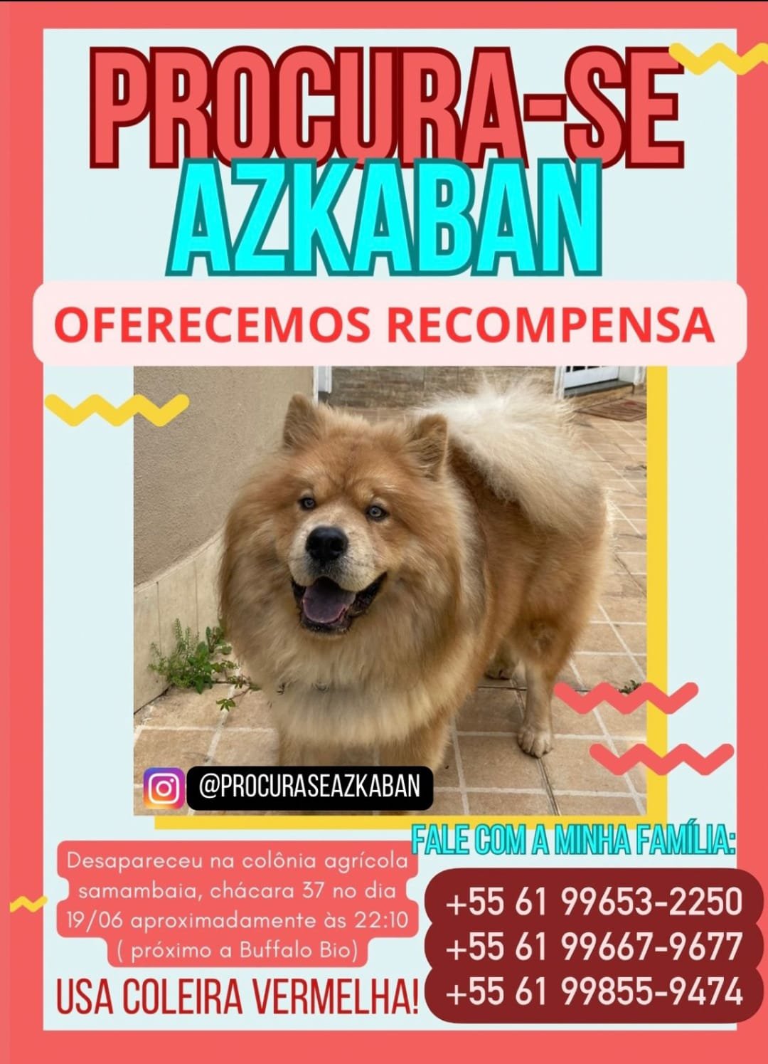 VÍDEO : Mãe de dois filhos autistas, faz apelo para encontrar Pet desaparecido; “meus filhos estão sofrendo muito”