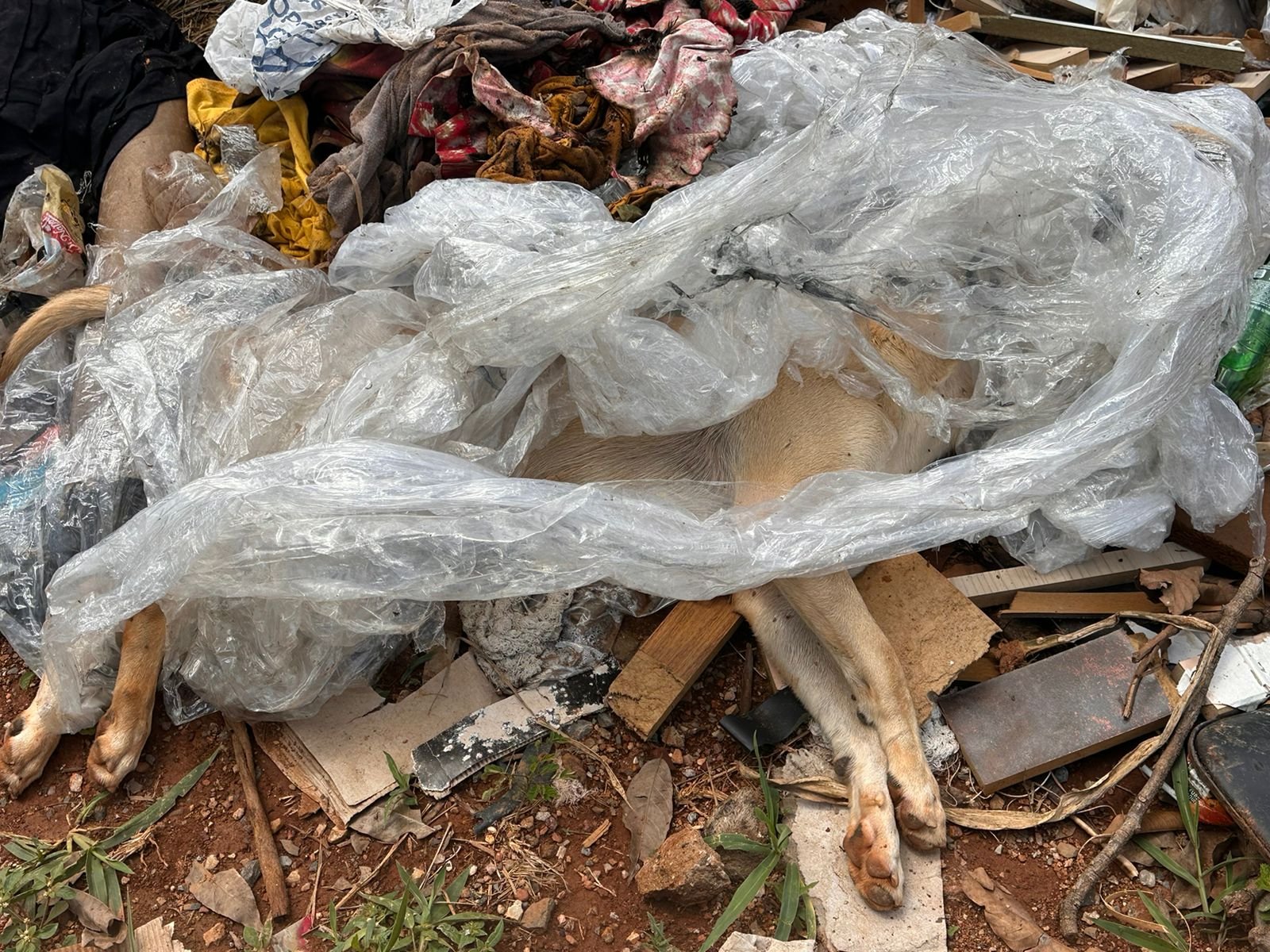 Caramelo; Homem é preso por maltratar e matar cachorro em Novo Gama