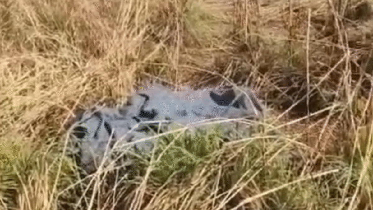 Mulher é encontrada morta às margens de estrada vicinal entre Abadia de Goiás e Guapó; ex é suspeito