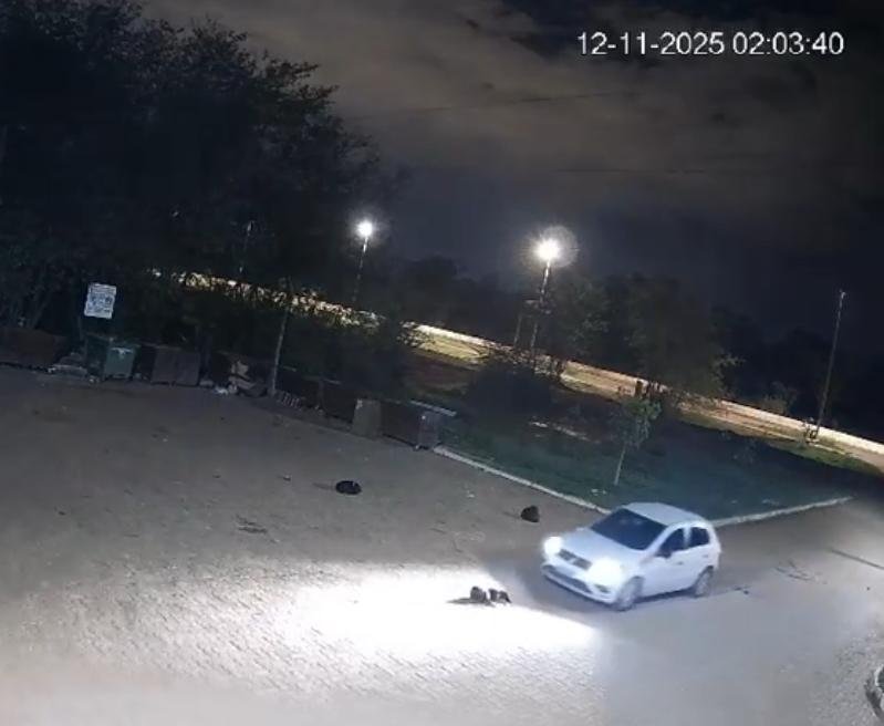 Policial militar é preso em flagrante por atropelar e matar cão comunitário no DF