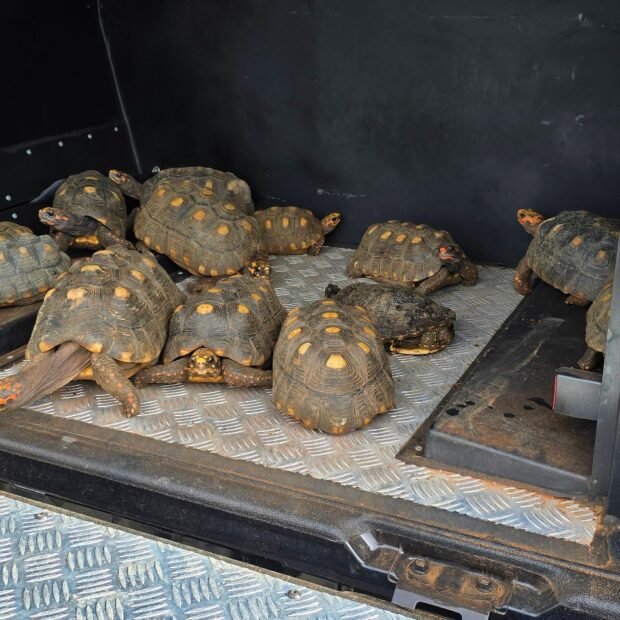 PCDF apreende 13 animais silvestres mantidos irregularmente em mansão no Park Way