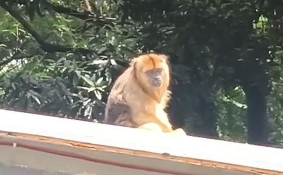 Macaco “mão leve” é flagrado “roubando” comida em casas de Goiânia; veja vídeo