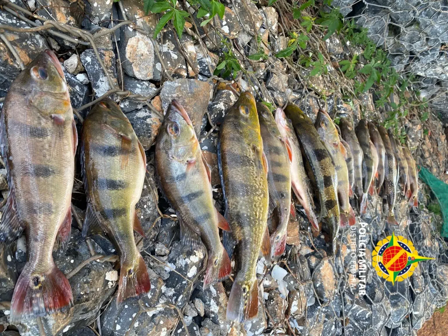 Dois são presos acusados de pesca irregular no lago paranoá DF