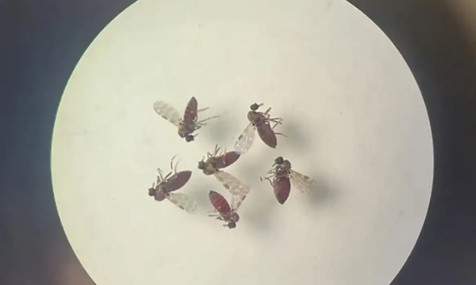 Primeiro caso de Febre Oropouche é confirmado em Goiás