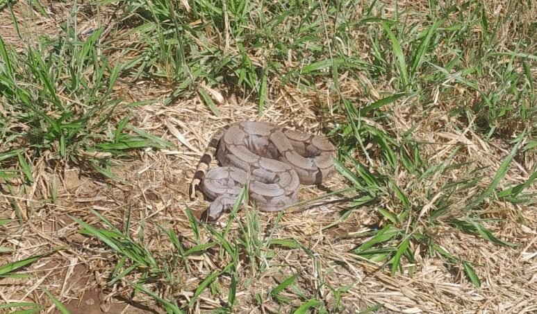 Três cobras são resgatadas por Bombeiros em um dia em Luziânia