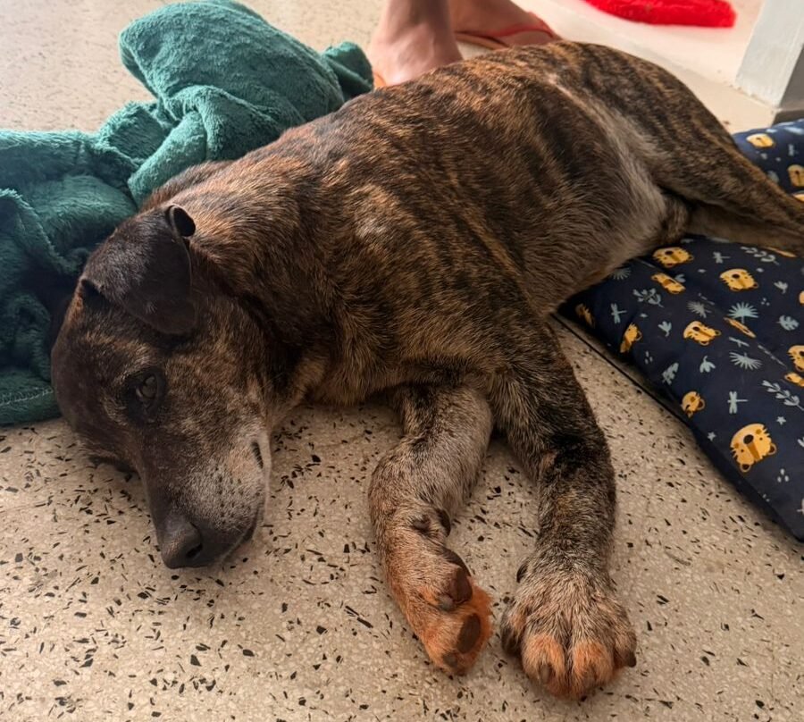 Tigrão, cachorro de estimação da delegacia de Santa Maria, sofre ataque, caso é investigado.