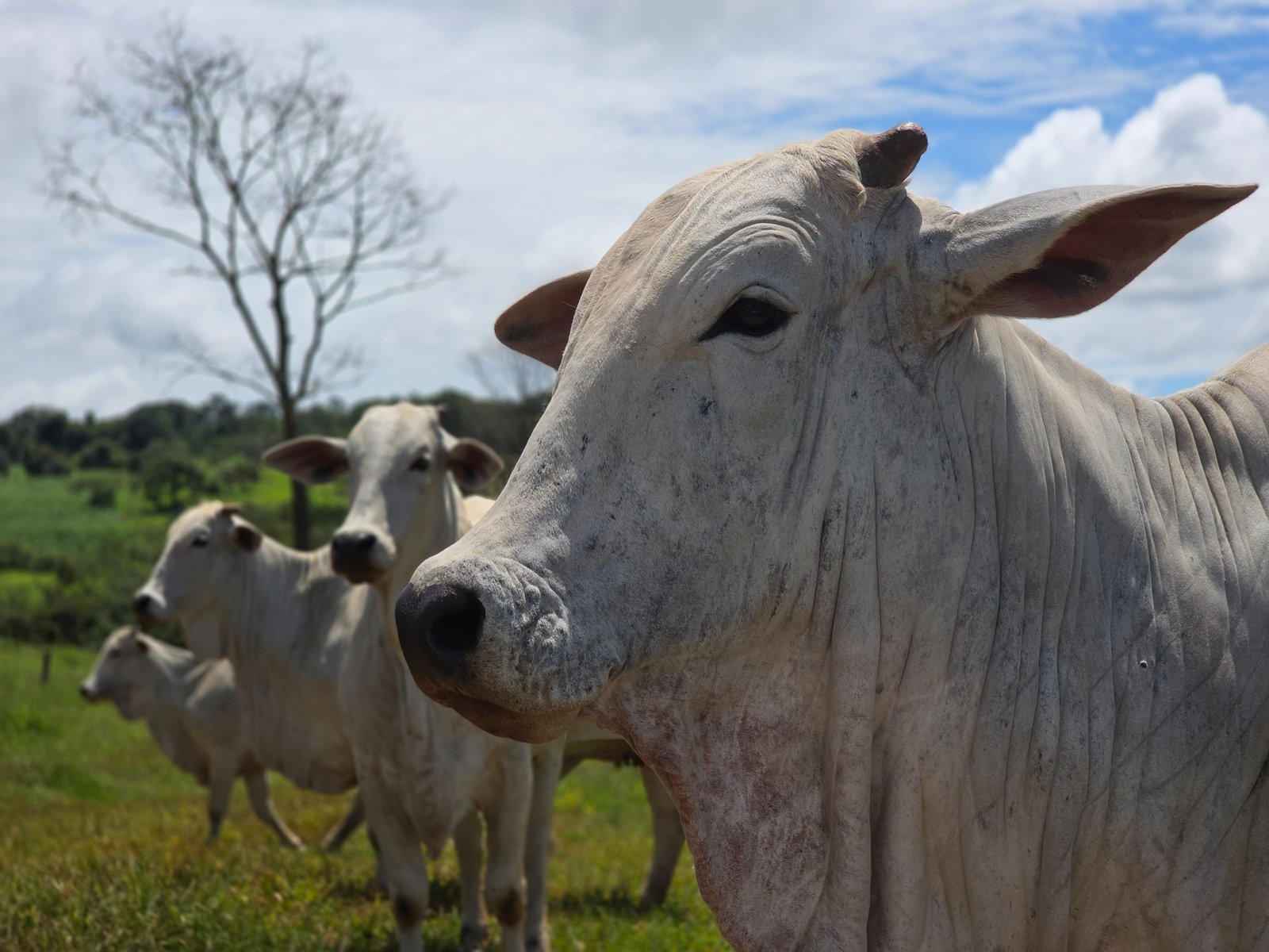 Goiás deve movimentar R$ 23,7 bilhões com bovinocultura em 2026