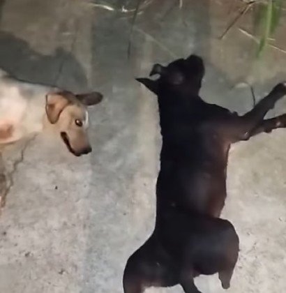 Polícia civil vai investigar mortes por atropelamentos de 05 cães que supostamente ocorreu em Goiás